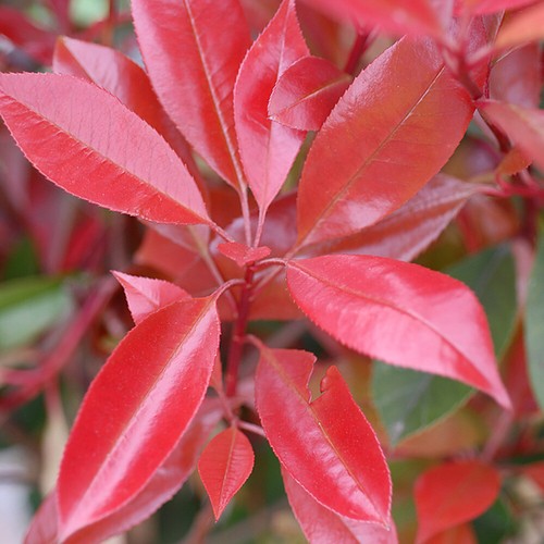 Photinia hardy evergreen - hardy,
