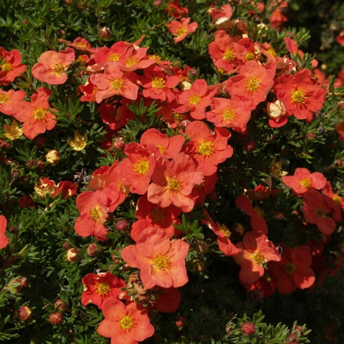 Potentilla red robin - 'red, robin'