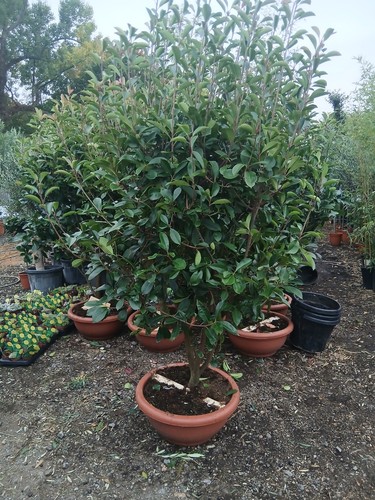 Photinia red robin multi stem - photinia,