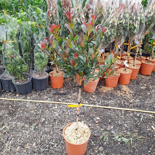 Photinia fraseri red - fraseri,