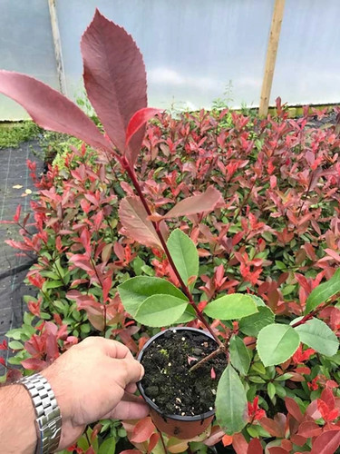 Photinia red robin hedging - robin,
