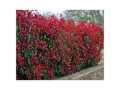 Photinia red robin hedging - 8,