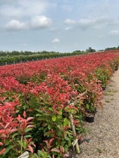 Photinia Red Robin Hedging