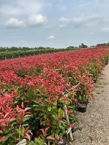 Photinia red robin - photinia,