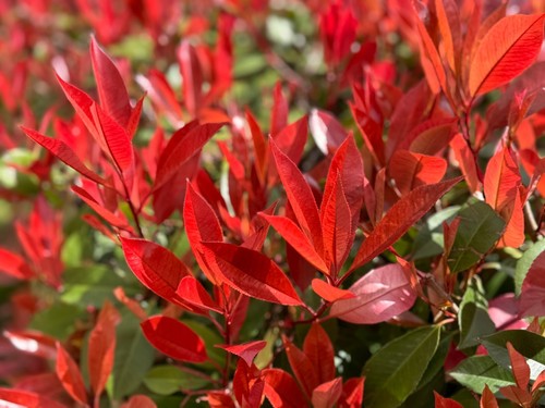 Photinia red robin - photinia, hedging