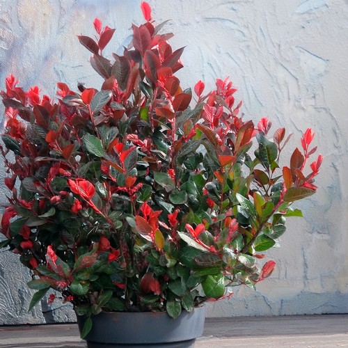 Photinia little red robin - red,
