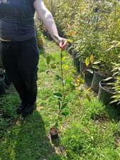Photinia Red Robin Hedging