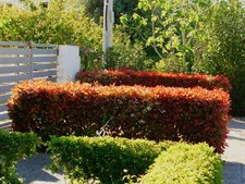 100 Photinia Red Robin Hedging