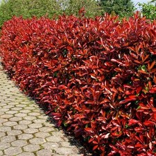 6 Photinia Red Robin Hedging