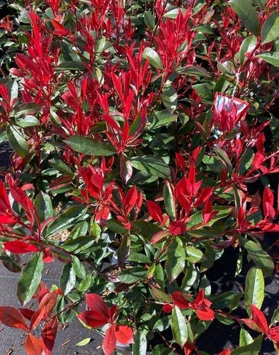 Photinia red robin carr rouge - photinia,