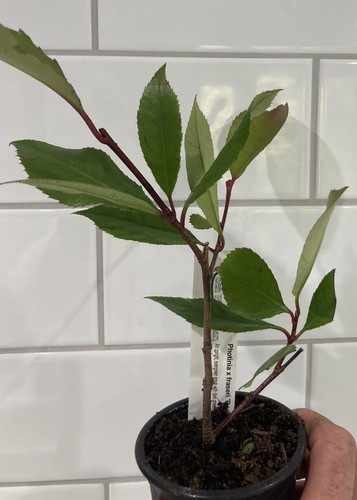 Photinia red robin hardy - red,