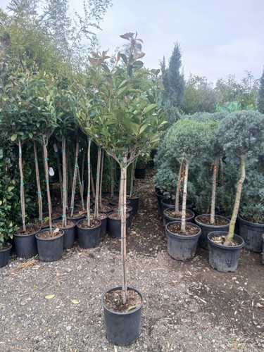 Photinia red robin lollipop - robin,