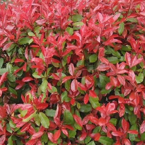 Photinia red robin bushy - photinia,