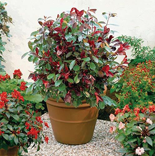 Photinia fraserie red robin - x,