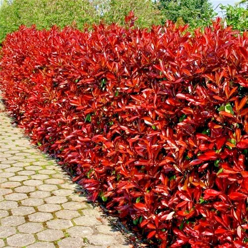 Photinia red robin hedging - photinia,