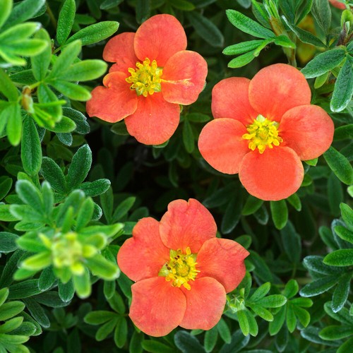 Potentilla fruticosa red robin - potentilla,