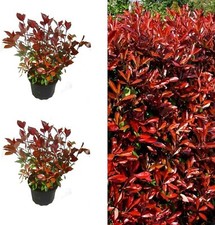 Photinia Little Red Robin x 2