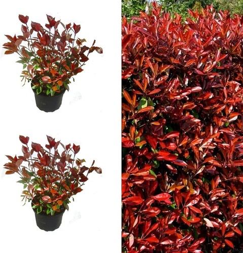 Photinia little red - photinia, robin