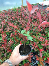 20 Photinia Red Robin Hedging